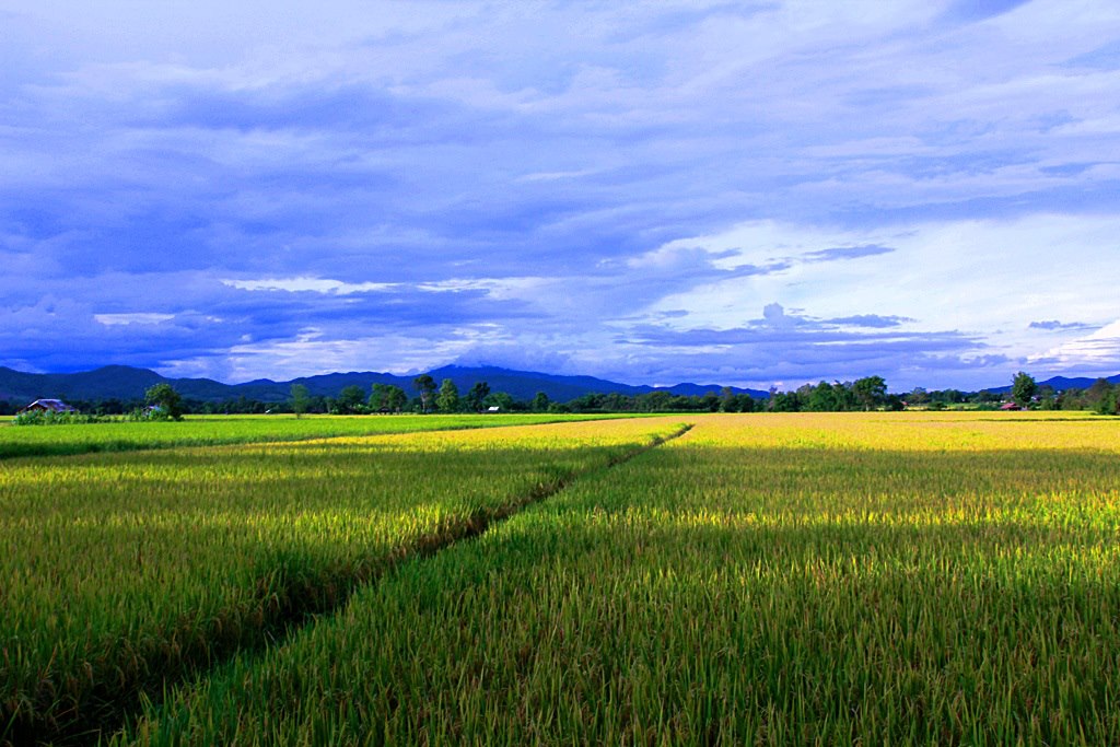guide trekking chiang rai thailand off the beaten tracks english mountain hilltribe